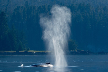 Picture of ALASKA-MIST FROM EXHALED BREATH OF HUMPBACK WHALE SWIMMING IN FREDERICK SOUND NEAR KUPREANOF ISLAND