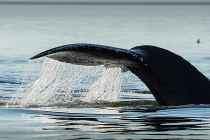 Picture of ALASKA-WATER STREAMS FROM TAIL OF HUMPBACK WHALE SWIMMING IN FREDERICK SOUND NEAR KUPREANOF ISLAND