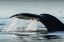 Picture of ALASKA-WATER STREAMS FROM TAIL OF HUMPBACK WHALE SWIMMING IN FREDERICK SOUND NEAR KUPREANOF ISLAND