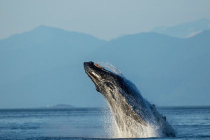 Picture of ALASKA-WATER STREAMS FROM BREACHING HUMPBACK WHALE IN FREDERICK SOUND NEAR KUPREANOF ISLAND