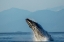 Picture of ALASKA-WATER STREAMS FROM BREACHING HUMPBACK WHALE IN FREDERICK SOUND NEAR KUPREANOF ISLAND