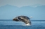 Picture of ALASKA-WATER STREAMS FROM BREACHING HUMPBACK WHALE IN FREDERICK SOUND NEAR KUPREANOF ISLAND