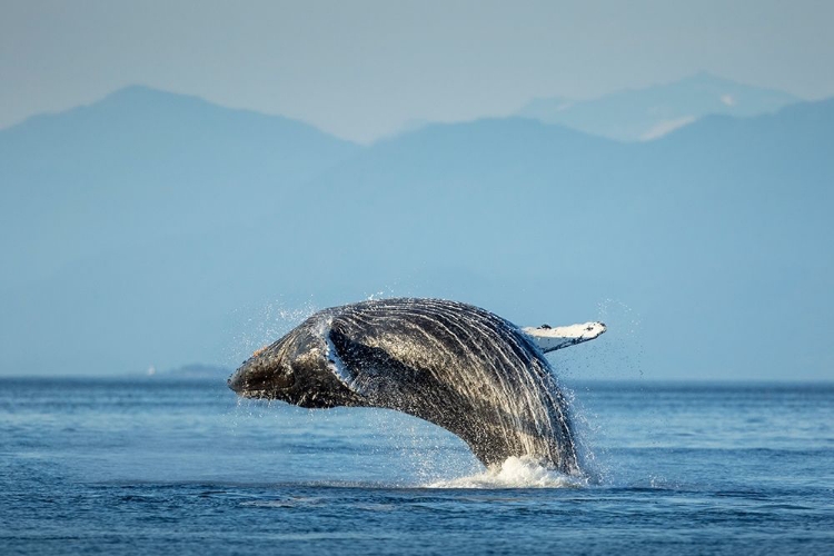 Picture of ALASKA-WATER STREAMS FROM BREACHING HUMPBACK WHALE IN FREDERICK SOUND NEAR KUPREANOF ISLAND