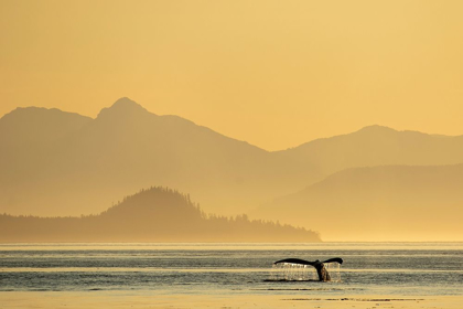 Picture of ALASKA-WATER STREAMS FROM TAILS OF HUMPBACK WHALE DIVING IN FREDERICK SOUND NEAR KUPREANOF ISLAND