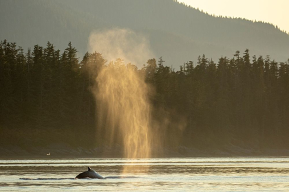 Picture of ALASKA-SUNLIT MIST HANGS IN AIR ABOVE SPOUTING HUMPBACK WHALES WHILE SURFACING NEAR KUPREANOF ISLAND