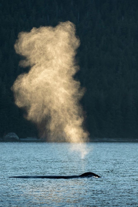 Picture of ALASKA-SUNLIT MIST HANGS IN AIR ABOVE SPOUTING HUMPBACK WHALES WHILE SURFACING NEAR KUPREANOF ISLAND