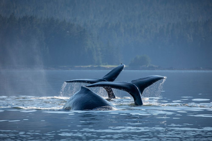 Picture of ALASKA-HUMPBACK WHALES DIVE WHILE BUBBLE NET FEEDING IN FREDERICK SOUND NEAR KUPREANOF ISLAND