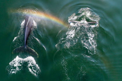 Picture of ALASKA-AERIAL VIEW OF RAINBOW ABOVE HUMPBACK WHALES SPOUTS WHILE BREATHING AT SURFACE