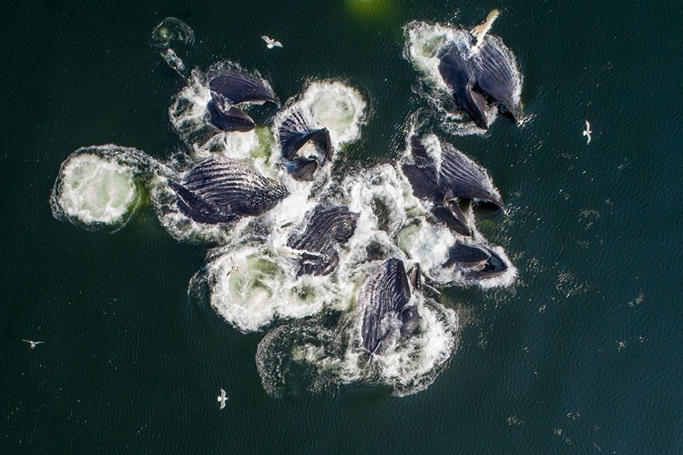 Picture of ALASKA-AERIAL VIEW OF HUMPBACK WHALES LUNGING AT SURFACE OF FREDERICK SOUND WHILE BUBBLE NET FEEDING