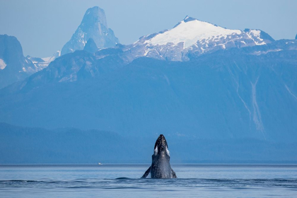 Picture of ALASKA-HUMPBACK WHALE LUNGES WHILE HEAD SLAPPING IN FREDERICK SOUND NEAR KUPREANOF ISLAND
