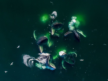 Picture of ALASKA-AERIAL VIEW OF HUMPBACK WHALES LUNGING AT SURFACE OF FREDERICK SOUND WHILE BUBBLE NET FEEDING