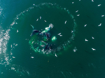 Picture of ALASKA-AERIAL VIEW OF HUMPBACK WHALES LUNGING AT SURFACE OF FREDERICK SOUND WHILE BUBBLE NET FEEDING