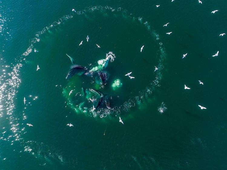 Picture of ALASKA-AERIAL VIEW OF HUMPBACK WHALES LUNGING AT SURFACE OF FREDERICK SOUND WHILE BUBBLE NET FEEDING