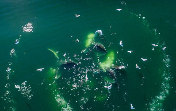 Picture of ALASKA-AERIAL VIEW OF HUMPBACK WHALES LUNGING AT SURFACE OF FREDERICK SOUND WHILE BUBBLE NET FEEDING