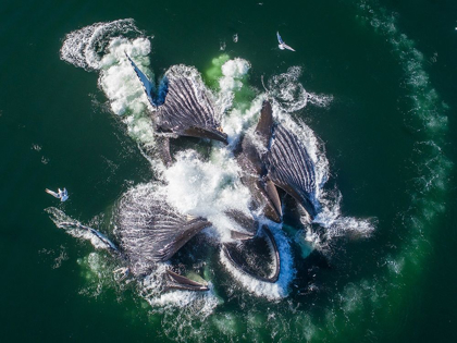 Picture of ALASKA-AERIAL VIEW OF HUMPBACK WHALES LUNGING AT SURFACE OF FREDERICK SOUND WHILE BUBBLE NET FEEDING