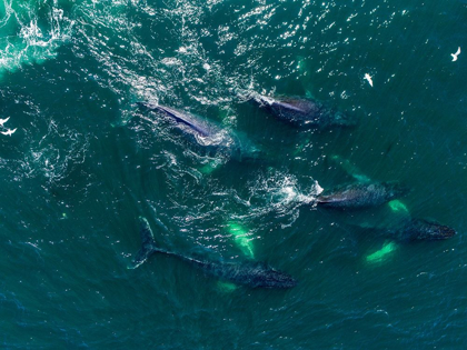 Picture of ALASKA HUMPBACK WHALES SWIMMING TOGETHER AT SURFACE OF FREDERICK SOUND WHILE BUBBLE NET FEEDING