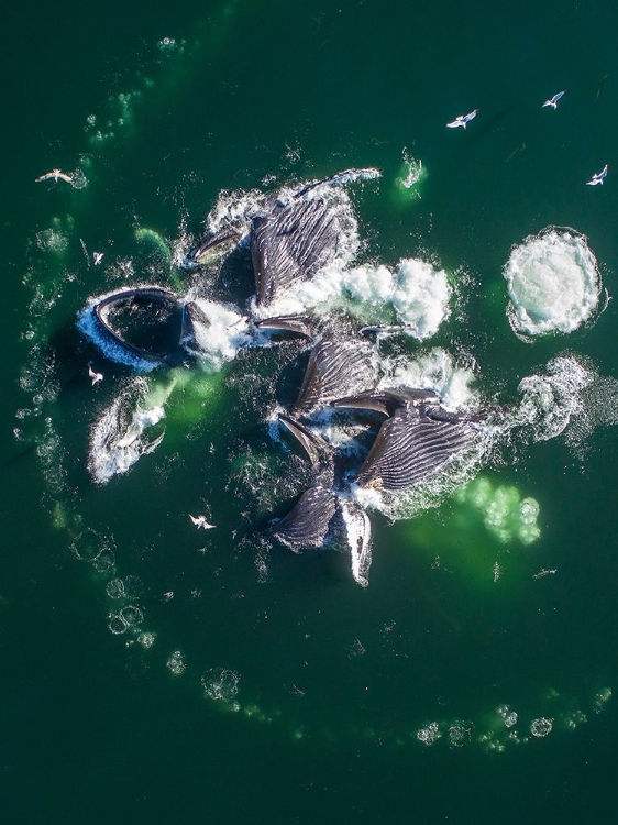 Picture of ALASKA HUMPBACK WHALES LUNGING AT SURFACE OF FREDERICK SOUND WHILE BUBBLE NET FEEDING 