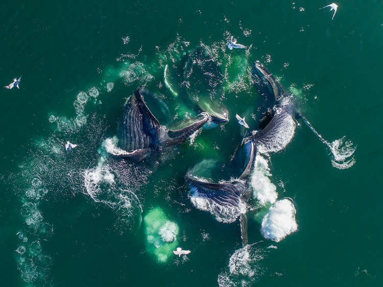 Picture of ALASKA HUMPBACK WHALES LUNGING AT SURFACE OF FREDERICK SOUND WHILE BUBBLE NET FEEDING