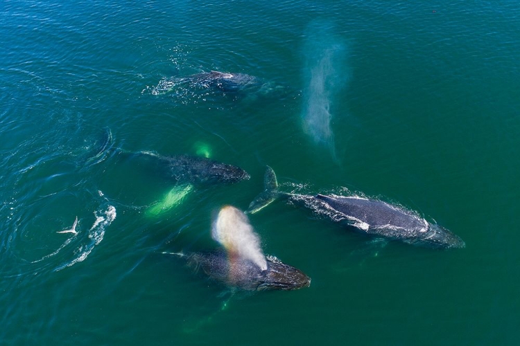 Picture of ALASKA HUMPBACK WHALES SWIMMING TOGETHER AT SURFACE OF FREDERICK SOUND WHILE BUBBLE NET FEEDING