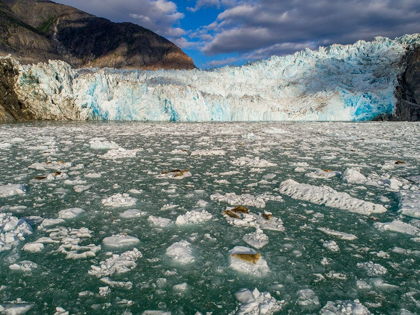 Picture of ALASKA-TRACY ARM HARBOR SEALS HAULED OUT ON ICEBERGS CALVED FROM DAWES GLACIER IN ENDICOTT ARM