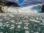 Picture of ALASKA-TRACY ARM HARBOR SEALS HAULED OUT ON ICEBERGS CALVED FROM DAWES GLACIER IN ENDICOTT ARM