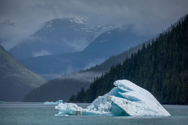 Picture of ALASKA-TRACY ARM-FORDS TERROR WILDERNESS-GLACIAL ICEBERG FLOATING IN HOLKHAM BAY