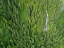 Picture of ALASKA-JUNEAU-TAKU HARBOR STATE MARINE PARK-WATERFALL ON MOUNTAINSIDE IN COASTAL RAINFOREST