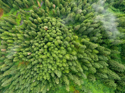 Picture of ALASKA-JUNEAU-TAKU HARBOR STATE MARINE PARK- COASTAL RAINFOREST ON STEEP MOUNTAINSIDE