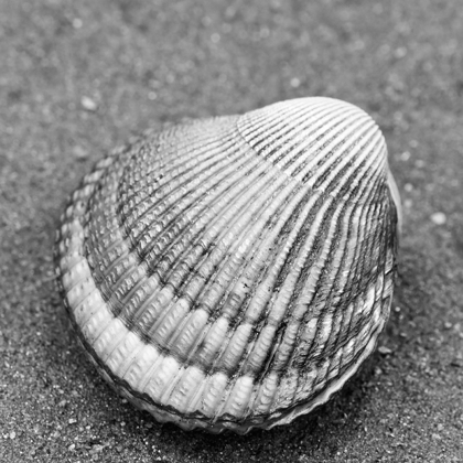 Picture of ALASKA-KETCHIKAN-COCKLE SHELL ON BEACH