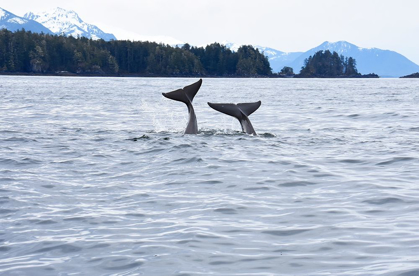 Picture of ALASKA-SITKA-SITKA SOUND KILLER WHALES PLAYING IN WATER