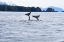 Picture of ALASKA-SITKA-SITKA SOUND KILLER WHALES PLAYING IN WATER