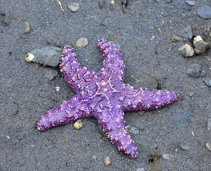 Picture of ALASKA-KETCHIKAN-SEA STAR (PISASTER ORCHRACEUS)