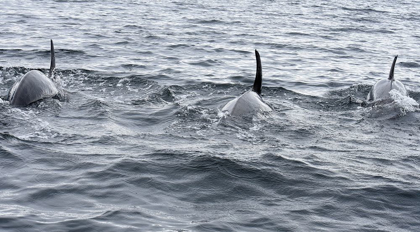 Picture of ALASKA-SITKA-SITKA SOUND KILLER WHALES PLAYING IN WATER