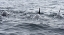 Picture of ALASKA-SITKA-SITKA SOUND KILLER WHALES PLAYING IN WATER