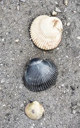 Picture of ALASKA-KETCHIKAN-COCKLE SHELLS ON BEACH