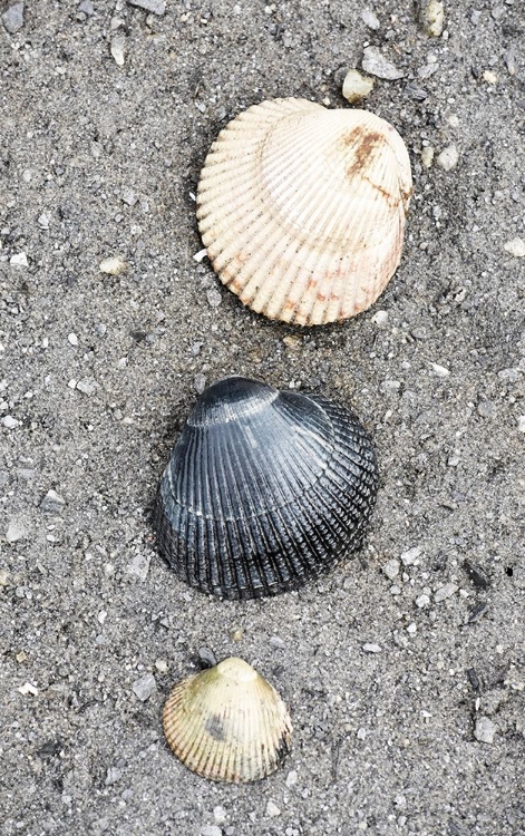 Picture of ALASKA-KETCHIKAN-COCKLE SHELLS ON BEACH