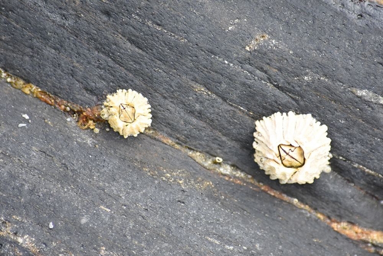 Picture of ALASKA-KETCHIKAN-BARNACLE CLOSE-UP