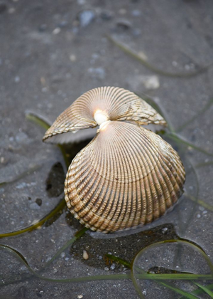 Picture of ALASKA-KETCHIKAN-COCKLE SHELL ON BEACH