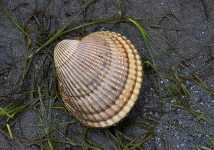 Picture of ALASKA-KETCHIKAN-COCKLE SHELL ON BEACH