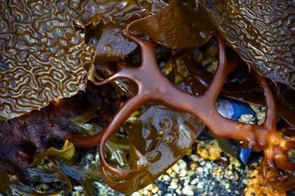 Picture of ALASKA-SITKA-SEAWEED DETAIL ON BEACH