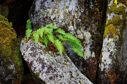 Picture of ALASKA-SITKA-FERNS GROWING ON BOULDERS