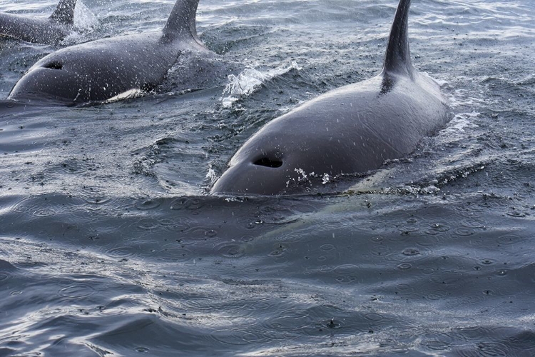 Picture of ALASKA-SITKA-SITKA SOUND KILLER WHALES PLAYING IN WATER