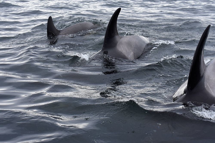 Picture of ALASKA-SITKA-SITKA SOUND KILLER WHALES PLAYING IN WATER