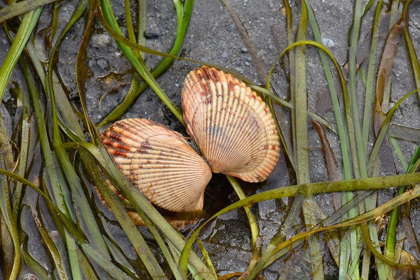 Picture of ALASKA-KETCHIKAN-COCKLE SHELL ON BEACH