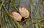 Picture of ALASKA-KETCHIKAN-COCKLE SHELL ON BEACH