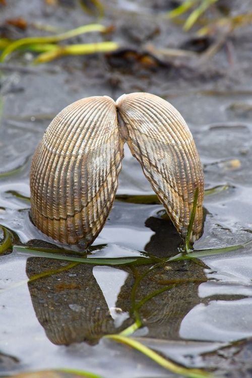 Picture of ALASKA-KETCHIKAN-COCKLE SHELL ON BEACH