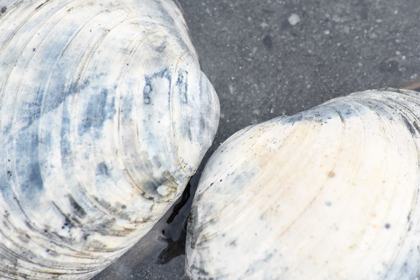 Picture of ALASKA-KETCHIKAN-CLAM SHELLS ON BEACH