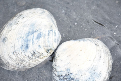 Picture of ALASKA-KETCHIKAN-CLAM SHELLS ON BEACH