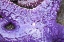 Picture of ALASKA-KETCHIKAN-SEA STAR (PISASTER ORCHRACEUS)