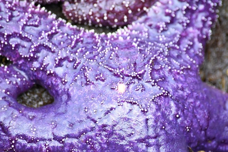 Picture of ALASKA-KETCHIKAN-SEA STAR (PISASTER ORCHRACEUS)